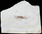 Fossil Pea Crab (Pinnixa) From California - Miocene #63731-1